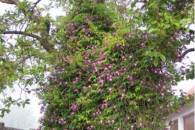 Maybe you would like to learn more about one of these? Clematis Alpina Frankie Clematis Herian