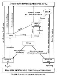 The Nitrogen Cycle With Diagram Soil Microbiology