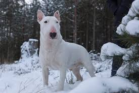 Image result for bulteriér