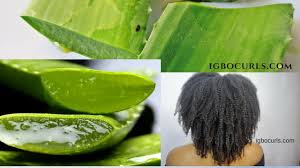 We compiled a comprehensive guide of the top 5 hair growth oils on the market today. Diy How To Make Aloe Vera Hair Oil Step By Step Igbocurls