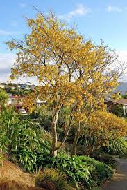 Sophora Microphylla Weeping Kowhai Specimen Trees Front Garden Native Plant Gardening