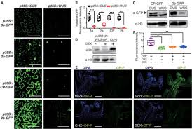 Check spelling or type a new query. Wuschel Triggers Innate Antiviral Immunity In Plant Stem Cells Science