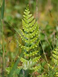 Image result for Dryopteris kilemensis
