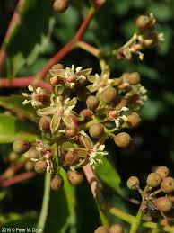 Image result for Parthenocissus quinquefolia