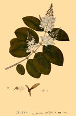 Image result for Gaertnera