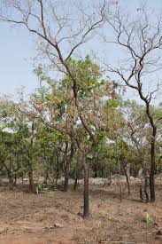 Image result for Bobgunnia madagascariensis