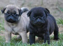 Black And Tan Pug Pin On Pugs Not Drugs