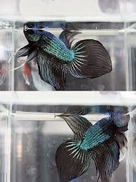 Fwbettasvt1415450422 Dragon Green Metalic Vt Peceras