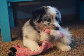 We know you are excited to pick out your new family member and we can't wait to help you. Litter Of 5 Australian Shepherd Puppies For Sale In Newark Il Adn 63874 On Puppyfinder Com G Australian Shepherd Puppies For Sale Australian Shepherd Puppies