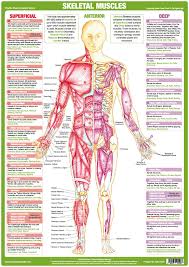 Attached to the bones of the skeletal system are about 700 named muscles that make up roughly half of a person's body weight. Diagram Hand Anatomy Diagram Full Version Hd Quality Anatomy Diagram Textbookdiagram Facciamoculturismo It