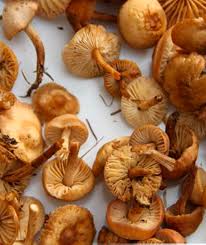 Samedi 22 septembre 2018 pyrénées orientales mama boulettes part à la cueillette des champignons. Les Champignons Rois De L Automne Place Du Marche Le Cres