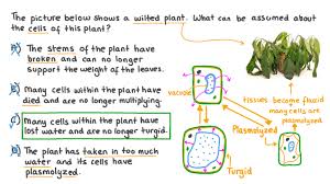 Check spelling or type a new query. Question Video Explaining The Changes In Plants Cells When A Plant Wilts Nagwa