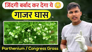 Image result for Parthenium