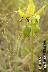 Maybe you would like to learn more about one of these? Tacca Plantaginea Green Bat Flower East Indian Arrowroot Toptropicals Com