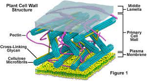 Researchers are still investigating how diatoms form their cell walls and which proteins make. Molecular Expressions Cell Biology Plant Cell Structure Cell Wall