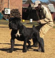 Black Boerboel Puppies For Sale Near Me Black Boerboels Beautiful Dogs African Boerboel Dogs