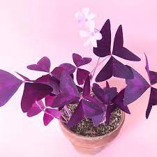 You could even plant it in hanger pots flowering these require some amount of care. Pin On Oxalis