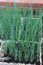 Growing leeks is a good introduction to any new gardener. Multisowing Charles Dowding