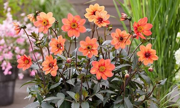 top 10 perennials for pots - Delight in these compact plants you can enjoy  each year | Hayloft