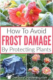 Best ways to protect plants from frost. How To Protect Plants From Frost Damage Get Busy Gardening