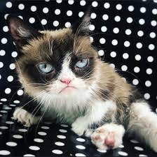 Ou pas, ces chats ne laissent pas indifférent. Grumpy Cat Le Chat Le Plus Connu D Internet Est Decede