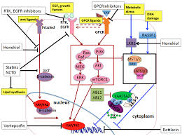 See what fong yap (fong_yap) has discovered on pinterest, the world's biggest collection of ideas. Cancers Free Full Text Yap And Taz In Lung Cancer Oncogenic Role And Clinical Targeting Html