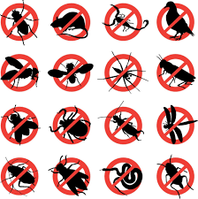 In terms of the drywood termites that live in the wall. 6 Tips On Choosing The Right Pest Control Company In Singapore Insect Control Best Pest Control Termite Control