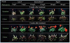 Cagr is not an accounting term, but it is often used to describe some element of the business, for example revenue. Agronomy Free Full Text Biomass And Phosphorus Accumulation And Partitioning Of Geranium And Coleus In Response To Phosphorus Availability And Growth Phase
