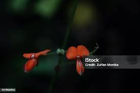 Image result for Hylodesmum repandum