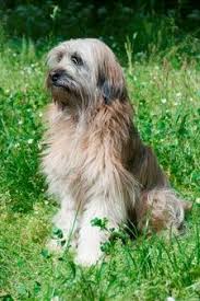 Check spelling or type a new query. 180 Berger Pyri Ideen Hunde Hirtenhund Pyrenaen