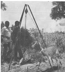 Image result for Panicum chambeshii