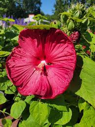 Image result for Hibiscus platycalyx