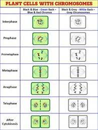 Pin On High School Biology