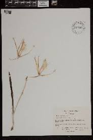 Image result for Brachycorythis buchananii