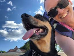 Will head over there mid November and thinking about bringing my 2 dogs  with me. From Illinois so I'm not used to bears but just cornfields 🤣. Is  it safe to have