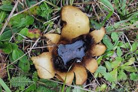 Image result for Scleroderma polyrhizon