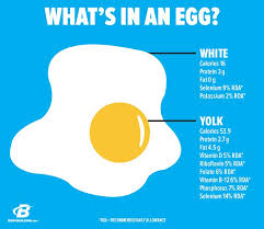 Conversely, one large egg yolk contains2.7 grams of protein, which is about 43 percent of the total protein content. Don T Throw Away That Egg Yolk