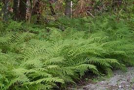 Image result for Thelypteris confluens