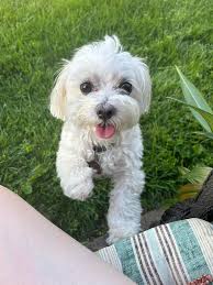 Grief and support for loss of a beloved pet