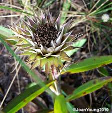 Image result for Macledium zeyheri
