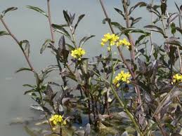 Image result for Rorippa