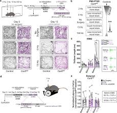 200 / 220 / 50 hz. Neuromodulation Of The Cerebellum Rescues Movement In A Mouse Model Of Ataxia Nature Communications