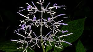 Image result for Sericanthe sp. A (Nyanga taxon)