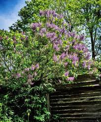 Image result for Millettia grandis