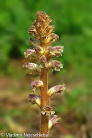 Image result for Orobanche