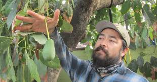 Image result for Avocado Dark 1969 Hotpoint