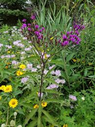 Image result for Vernonia jelfiae