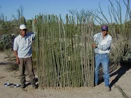 We are a family owned and operated fence company with 13 years of experience. Living Walls And Fences Are A Natural Choice Good Earth Plants