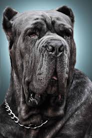 Doris Has Such Soft Beautiful Skin There S Just So Much Of It Houston Foodlovers Book Club Mastiffs Neapolitan Mastiffs Mastiff Breeds