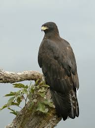 Ada 51 yang majalah hewan dot com rangkum untuk melengkapi pengetahuan sahabat semua akan dunia fauna. Burung Lang Hitam Wikipedia Bahasa Melayu Ensiklopedia Bebas
